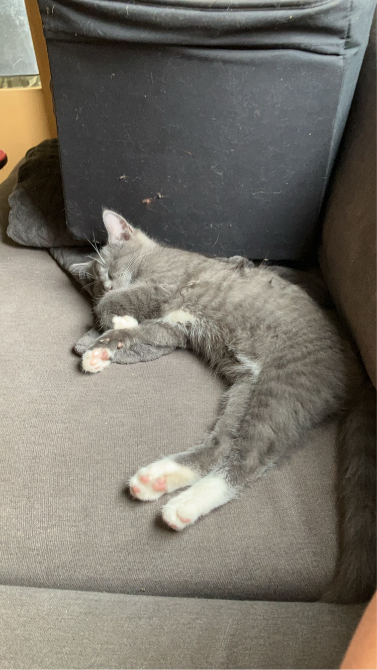 Picture of Rosie lying on the couch